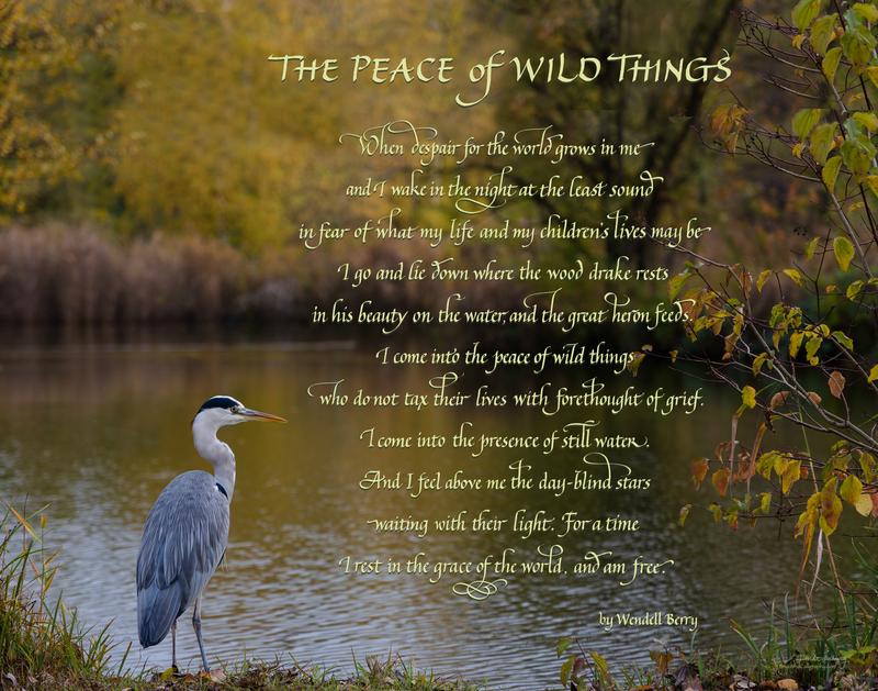 Peace-Wild-Things-11x14-Finerworks.tif