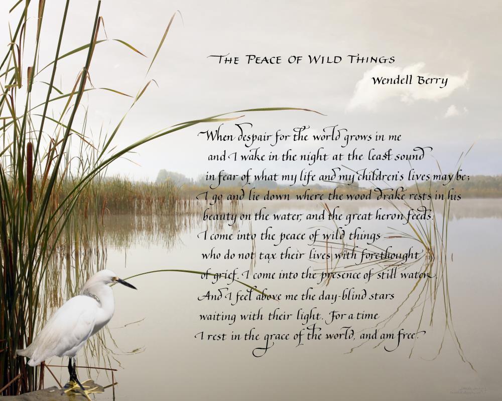 Peace-Wild-corrected-blurred-8x10.jpg